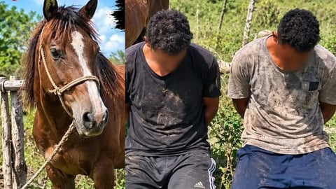 Jóvenes Detenidos por Robo de Caballo en Manzanillo; Animal Recuperado