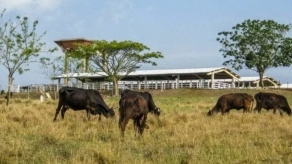 ¿Entran los inspectores a la brava? Campesino denuncia inspección forzada de su ganado