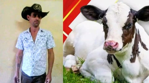 ¿Te robaste el ternero y te pillaron con las manos en la masa? ¡A la sombra en Perico!