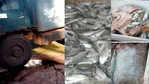 Cerca de tres toneladas de pescado se pudren en Moa por presuntas fallas de conservación