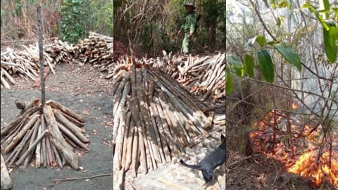 Cuban Forests Fall Prey to Blackouts as Citizens Seek Firewood
