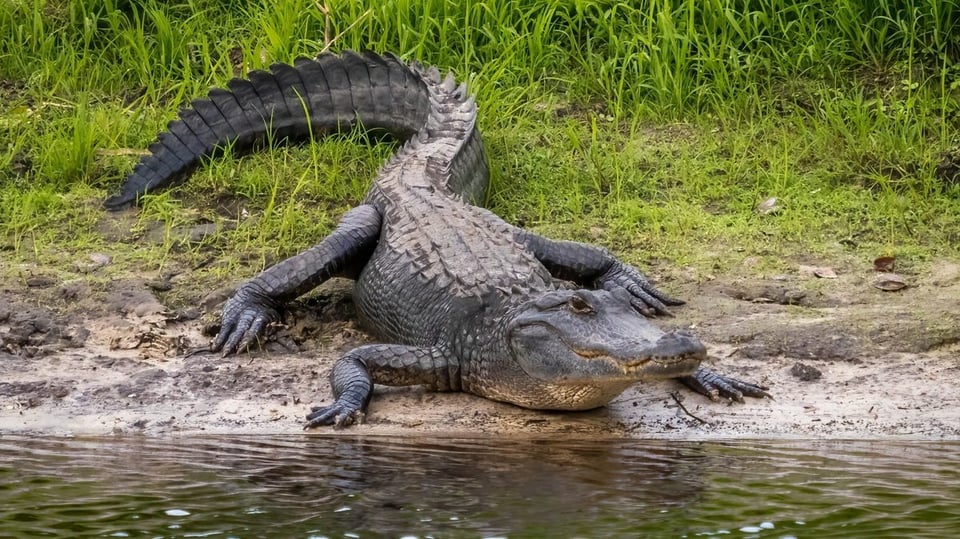 ¡Alerta en Florida! Caimanes Atacan a Diestra y Siniestra: Mujer Muere y Menor Herido