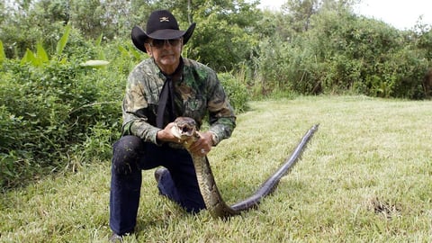 Florida Paga por Cazar Pitones en los Everglades