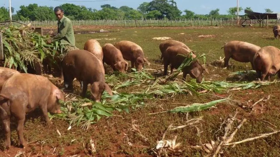 Productores privados impulsan la carne de cerdo en Granma, pero falta comida para los puercos