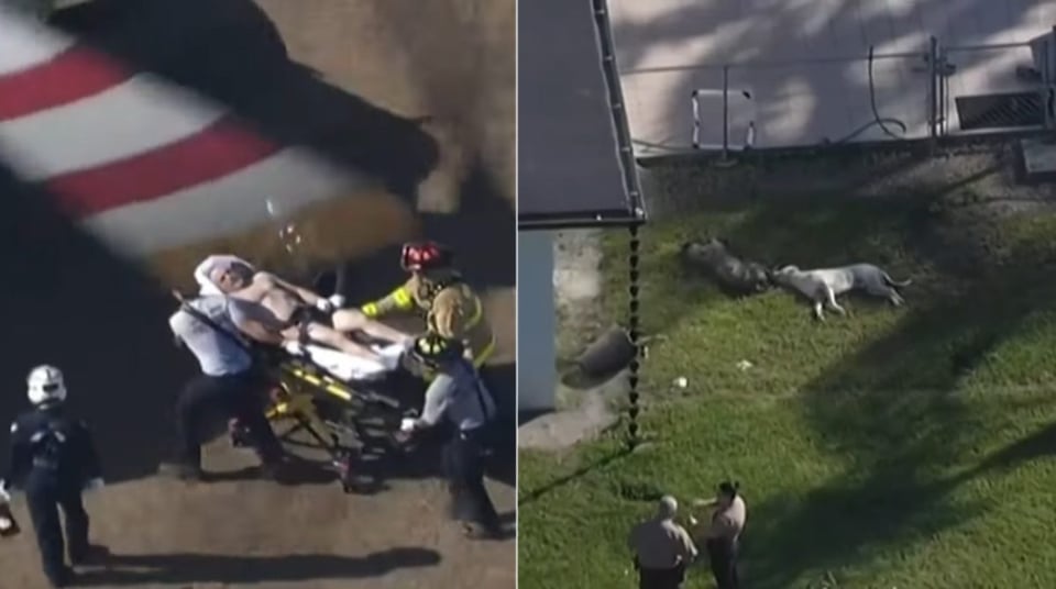 ¡Miami de candela! Policía a tiro limpio contra dos perros feroces