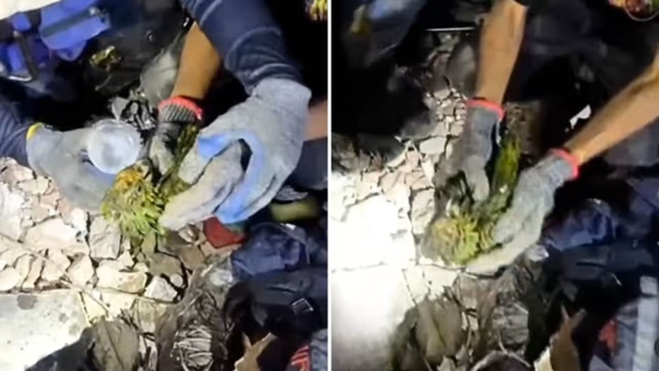 ¡Tremenda Resistencia! Loro Sobrevive 9 Días Bajo Escombros en Venezuela y Conmueve al Mundo