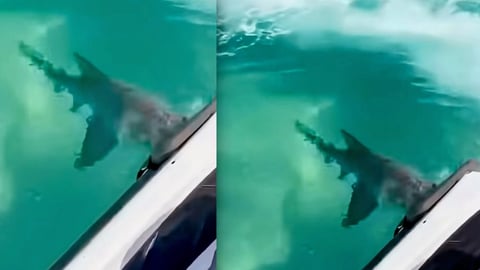 Tiburón Toro Ataca Moto Acuática en Florida