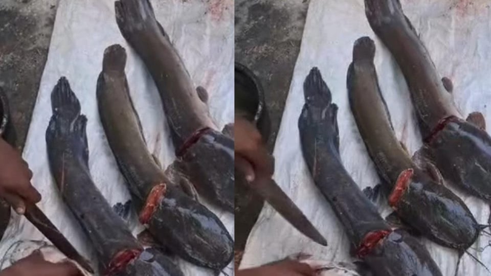 ¿Se comieron hasta las clarias? La pescadita que se perdió en Cuba