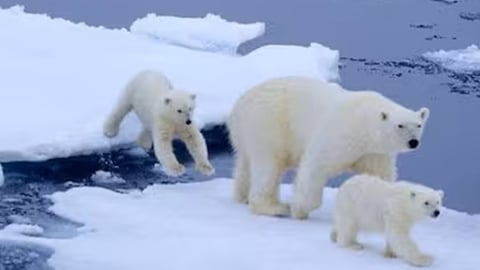 Multan a turista por despertar a oso polar con sirena en Noruega