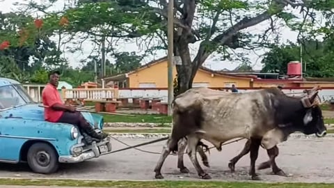 Bueyes Impulsan Almendrón en Cuba Ante Escasez de Gasolina
