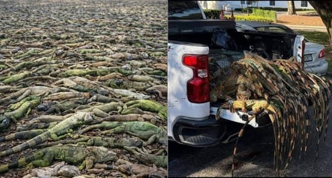 Ola de frío en Florida: miles de iguanas verdes sacrificadas para control poblacional