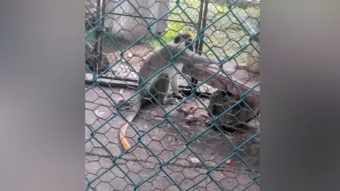¿Se acabó el zoológico de Colón? Leones se matan, cocodrilo se esfuma y hasta el mono se murió
