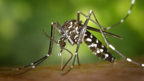 Florida en Alerta: Más de 200 Casos de Dengue Activan Vigilancia Sanitaria