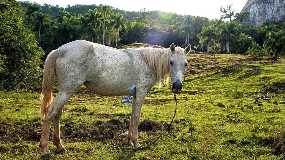 ¿Te robaron el caballo? ¡Eso en Cuba es un mambo!