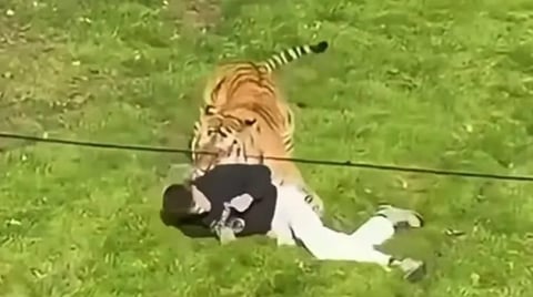 Hombre Muere Atacado por Tigre Tras Ingresar a su Recinto en Parque del Reino Unido