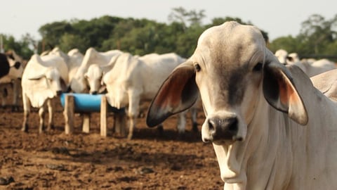 Camagüey despliega jinetes para combatir robo de ganado en crisis rural