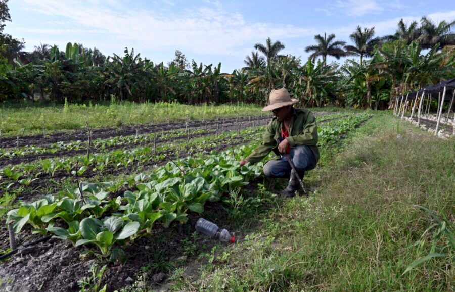 Cuba Lidera la Baja Productividad Laboral en América Latina, Señala CEPAL