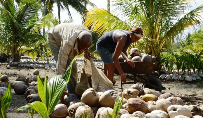 Guantánamo impulsa exportaciones de café y otros productos para mercados internacionales