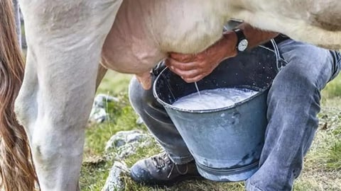 Adulteran leche infantil en Las Tunas; chofer y funcionario acusados de sabotaje