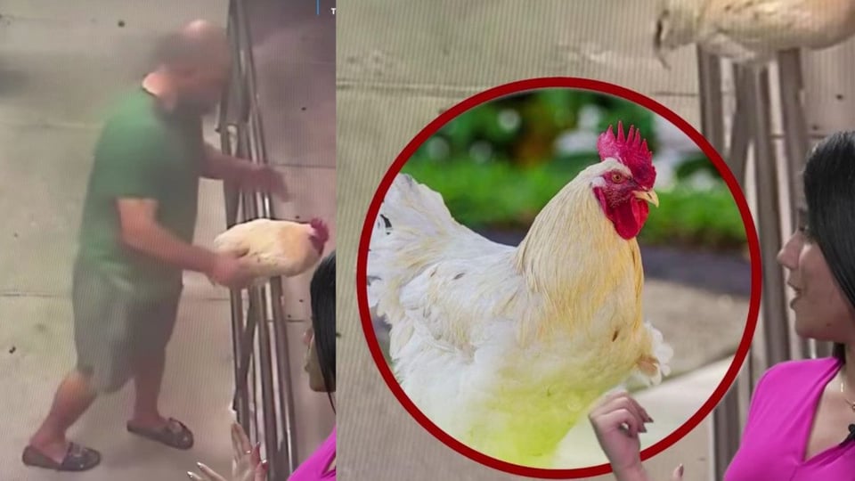 ¿Se la llevaron en un maletín? Roban a gallina famosa de restaurante en Fort Lauderdale