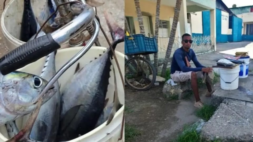 ¿Se nos acabó el pescado? Producción pesquera de Cuba se desploma y ya nadie lo puede comprar