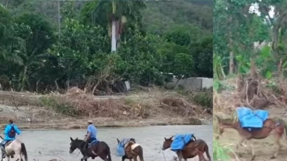 ¿Mulos de camioneros? ¡En Guantánamo el pan llega a caballo y a pie!