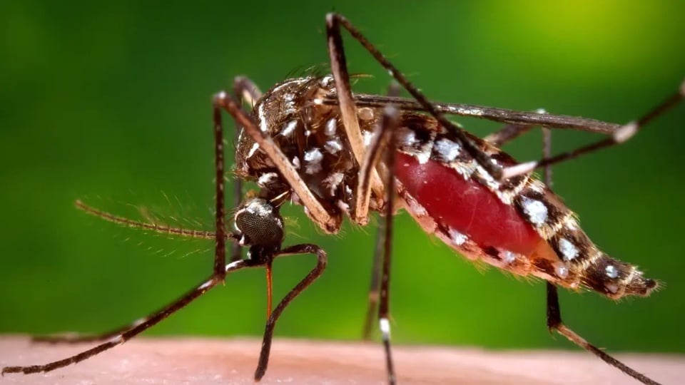 ¡Alerta Dengue! Florida en Kampf gegen Moskitos