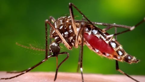 Florida reports over 400 local dengue cases in 2026 outbreak
