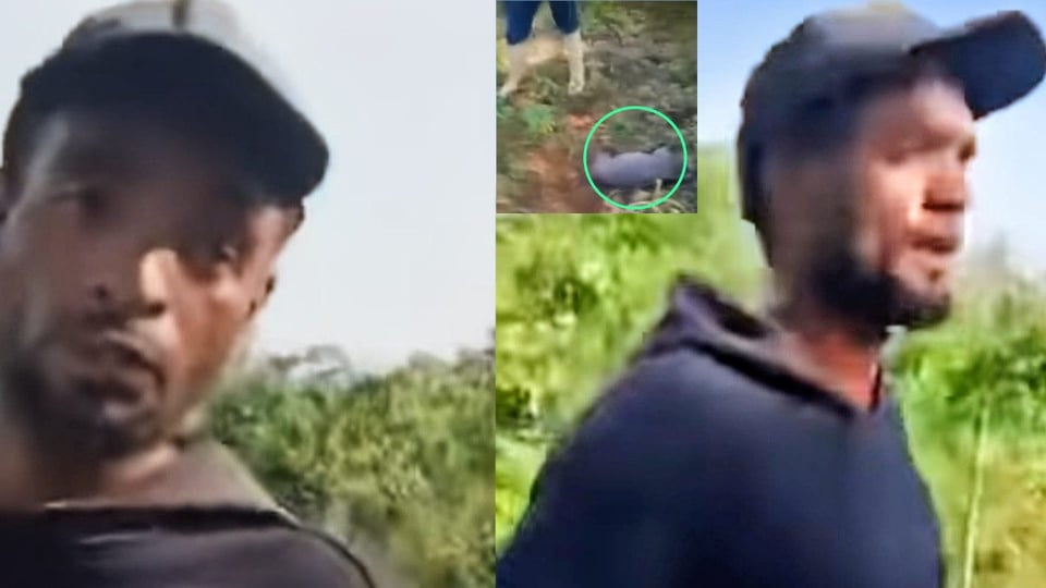 Joven Capturado Robando Cerdos de su Propia Familia en Camagüey