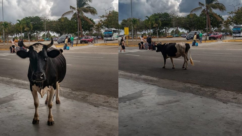 ¿Se va o llegó? Vaca causa revuelo en el aeropuerto de La Habana