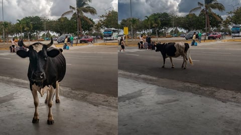 Vaca Viajera: Un Sorprendente Visitante en el Aeropuerto de La Habana