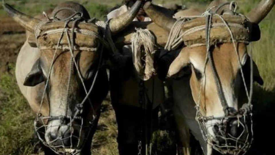 ¿Se robaron hasta los bueyes? La producción en Cuba se ahoga en inseguridad animal