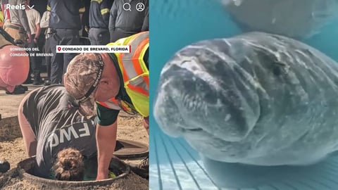 Rescate en Melbourne Beach: Salvan a Manatí Atrapado en Desagüe Pluvial