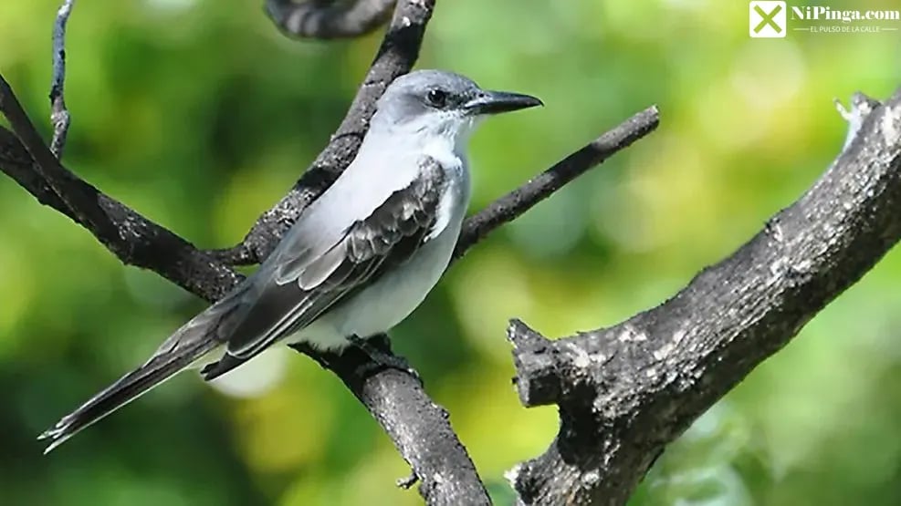 ¡La Crisis Aprieta! Hasta los Pitirres se van pa' la Jama en Cuba