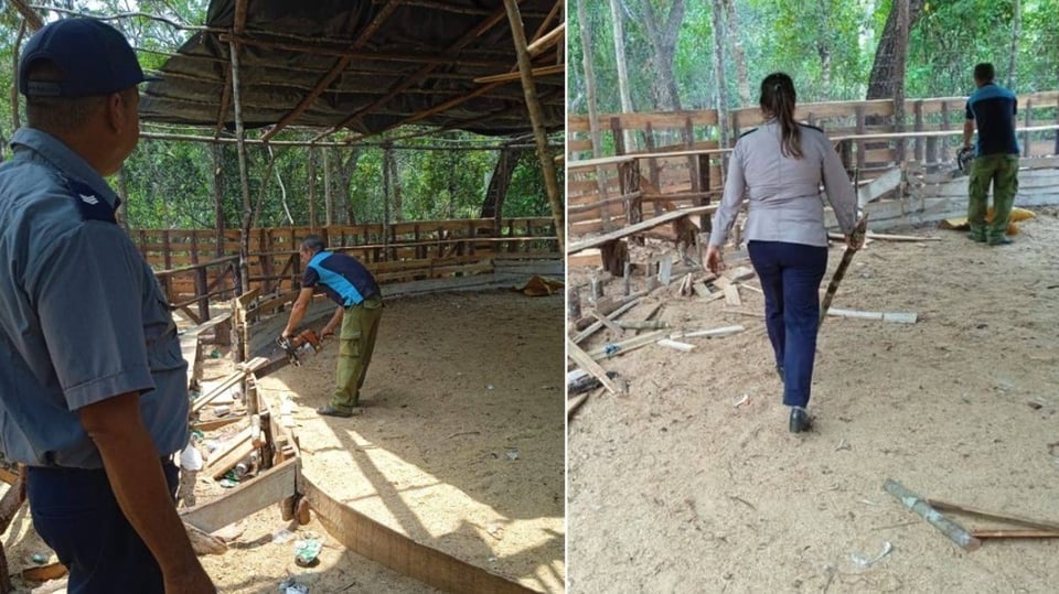 ¿Te Enteraste? ¡Cerraron Una Peleíta Clandestina de Gallos en Viñales!