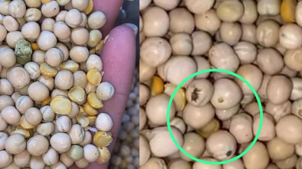 ¿Chícharos con bichos? ¡Otra vez la bodega poniendo el drama!