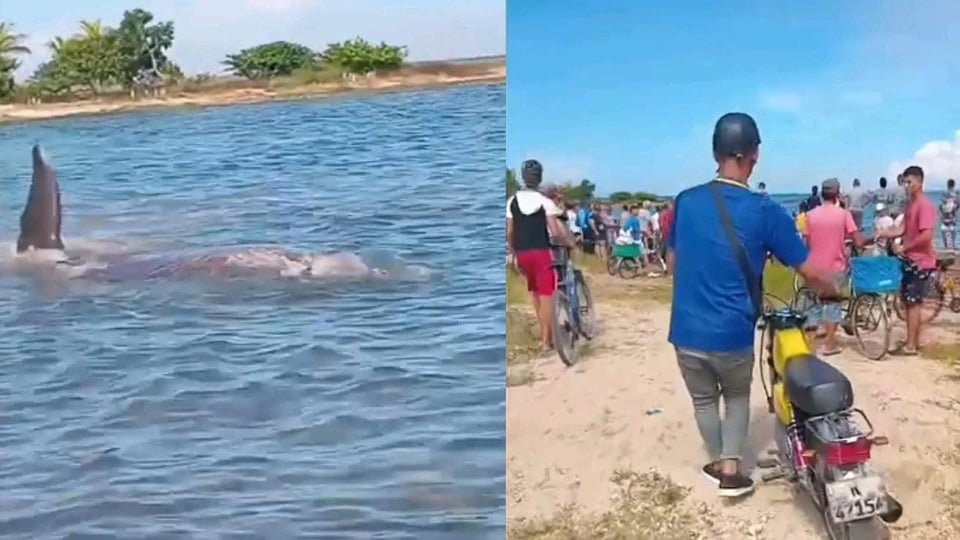 ¡Bochinche en Baracoa! Policía salva ballena de ser faenada en la costa