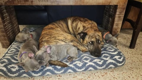 Terrible ataque: Cocodrilo mata a un perro y lo exhibe frente a su dueño en South Miami