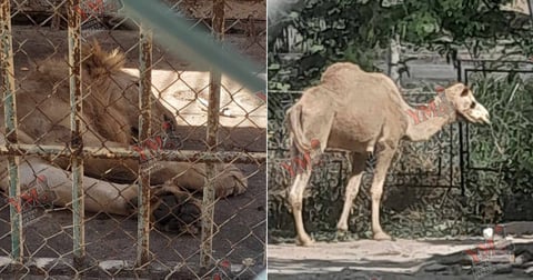 Abandono en el Zoológico de Santiago de Cuba: Felinos Viven entre Óxido y Miseria