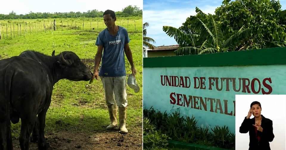 ¡Búfalos al rescate! Cuba recurre a la ganadería bufalina otra vez ante la crisis alimentaria