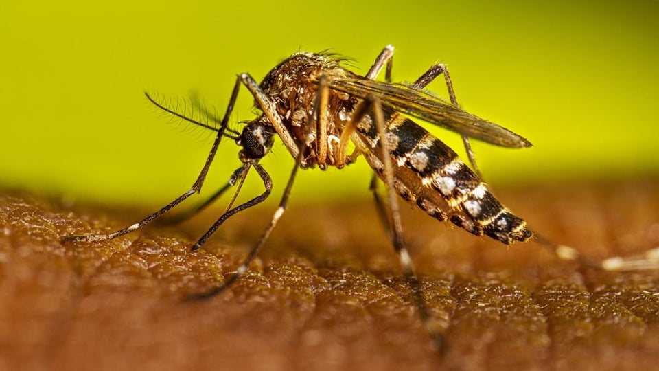 Florida Reporta Primera Muerte por Dengue y Aumento de Casos