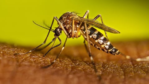 Florida registra su primera muerte por dengue en un brote inusual