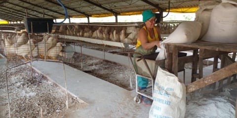 Escasez de Huevos en Artemisa: Producción y Combustible Detienen Suministro