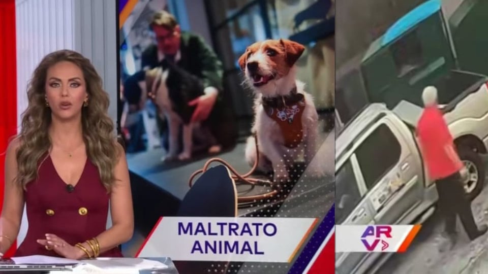 ¡Abuelo de 79 años bajo llave por lanzar perro herido a la basura en Florida!