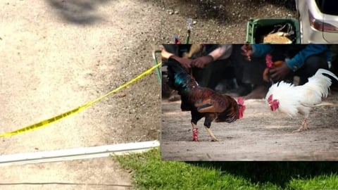 ¿Cientos de gallos de pelea? ¡Arrestan a un hombre en Miami con un 'ring' de boxeo aviar!