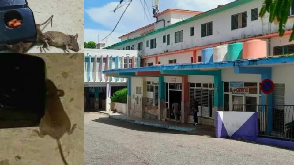 Ratones en Hospital Pediátrico de Matanzas: Preocupación de Familiares