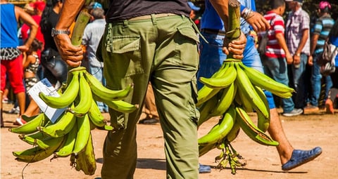 Cuba Confiscates Over 500 Quintals of Plantains Amidst Shortages