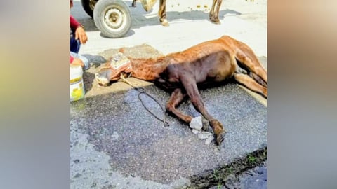 Caballo se desploma en Sancti Spíritus; denuncian maltrato animal