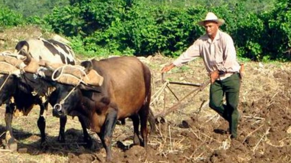 ¿Le dan más tierra a los cubanos para que no se mueran de hambre?