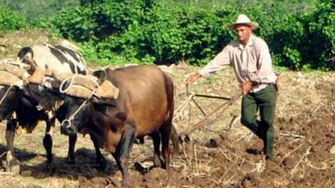 ¿Le dan más tierra a los cubanos para que no se mueran de hambre?